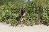 MALINOIS 419